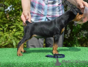 Photo №2 to announcement № 56098 for the sale of german pinscher - buy in Germany from nursery, breeder