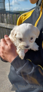 Photo №4. I will sell maltese dog in the city of Eureka Springs. private announcement - price - 300$