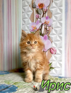 Photo №2 to announcement № 7714 for the sale of maine coon - buy in Russian Federation private announcement, from nursery, breeder