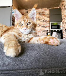 Photo №2 to announcement № 144961 for the sale of maine coon - buy in Germany breeder