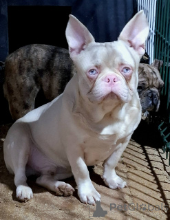 Photo №1. french bulldog - for sale in the city of Belgrade | negotiated | Announcement № 141325