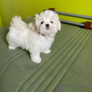 Photo №4. I will sell maltese dog in the city of Bad Wildungen. breeder - price - 774$