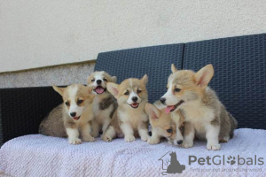 Additional photos: Welsh Corgi Pembroke puppies