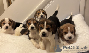 Photo №4. I will sell beagle in the city of Munich. private announcement - price - 941$