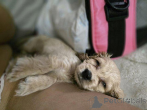 Photo №2 to announcement № 176022 for the sale of english cocker spaniel - buy in Belgium private announcement