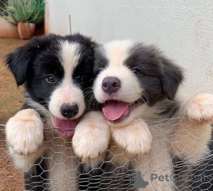 Photo №1. border collie - for sale in the city of Aizlingen | 329$ | Announcement № 147555