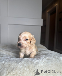 Photo №3. Clear Cream Miniature Dachsunds. Estonia