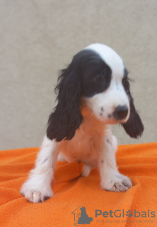 Additional photos: English Cocker Spaniel puppies