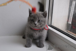 Photo №2 to announcement № 63720 for the sale of british shorthair - buy in United States private announcement