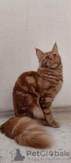Photo №4. I will sell maine coon in the city of Gelendzhik. breeder - price - 507$