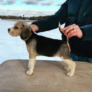 Photo №1. beagle - for sale in the city of Ramenskoye | 562$ | Announcement № 5088