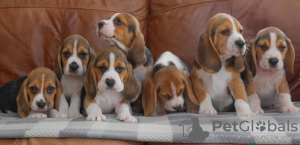 Photo №1. beagle - for sale in the city of Stockholm | negotiated | Announcement № 96282