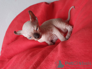 Photo №2 to announcement № 76351 for the sale of sphynx-katze - buy in Poland breeder