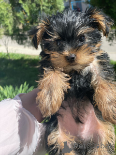 Additional photos: Beautiful miniature Yorkshire terrier puppies