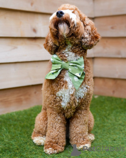 Photo №2 to announcement № 157668 for the sale of labradoodle - buy in Switzerland private announcement