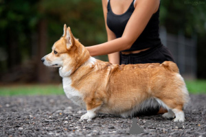 Additional photos: Pembroke welsh corgi puppy