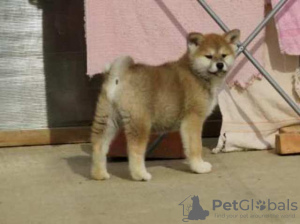 Photo №2 to announcement № 94024 for the sale of akita - buy in Serbia 