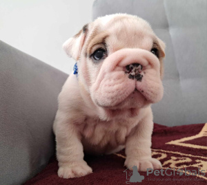 Additional photos: English bulldog fci