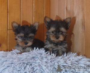 Photo №2 to announcement № 93036 for the sale of yorkshire terrier - buy in Finland private announcement