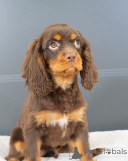 Photo №3. Meet Oliver the little gentleman who wins hearts with every wag! Calm, loving,. Germany