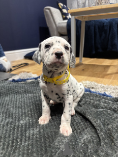 Photo №1.  - for sale in the city of Gräsa | Is free | Announcement № 162106