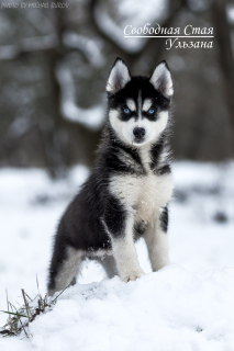 Photo №1. siberian husky - for sale in the city of Eagle | Negotiated | Announcement № 5362