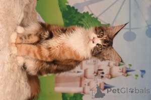 Photo №2 to announcement № 153574 for the sale of maine coon - buy in Israel from nursery