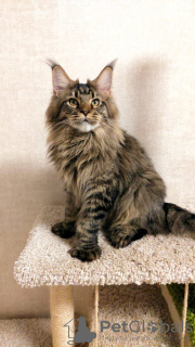 Photo №2 to announcement № 23866 for the sale of maine coon - buy in Russian Federation from nursery