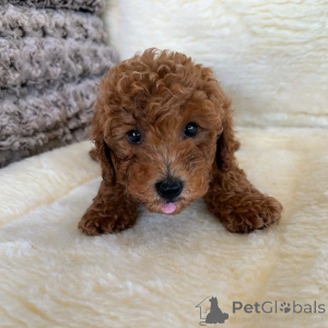 Photo №1. poodle (toy) - for sale in the city of Berlin | 471$ | Announcement № 137945