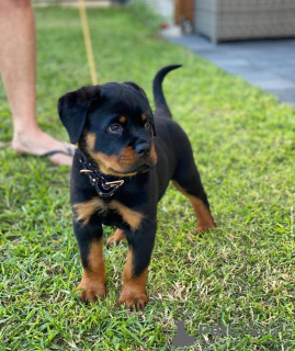 Photo №1. rottweiler - for sale in the city of Zürich | 423$ | Announcement № 99382
