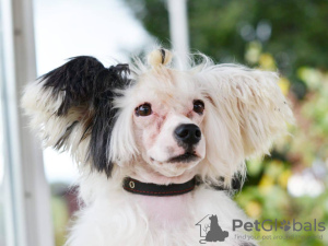 Photo №1. chinese crested dog - for sale in the city of Munich | 528$ | Announcement № 105360