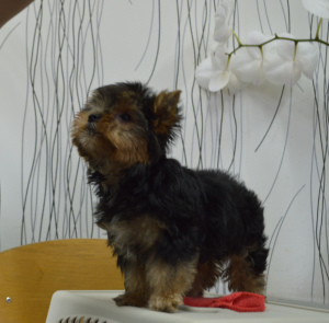 Additional photos: Yorkshire terrier puppy for sale