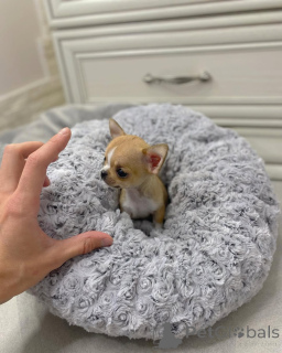Photo №1. chihuahua - for sale in the city of Alabama | 540$ | Announcement № 149235