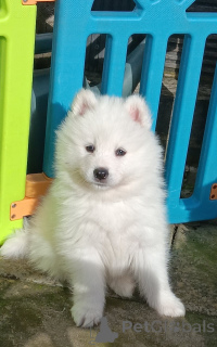 Photo №1. samoyed dog - for sale in the city of Friskala | negotiated | Announcement № 162101