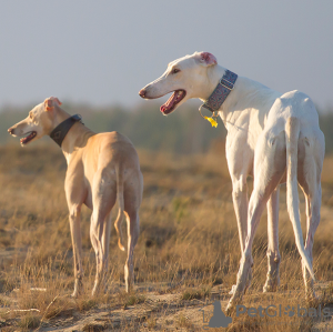 Photo №4. I will sell greyhound in the city of Birmingham. private announcement, breeder - price - 2008$