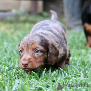 Photo №1. dachshund - for sale in the city of Munich | 424$ | Announcement № 150728