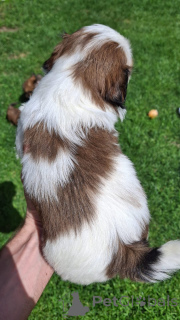 Photo №3. Purebred shi-tzu puppies. Estonia