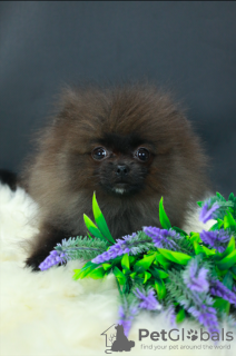 Photo №1. pomeranian - for sale in the city of Москва | 651$ | Announcement № 98686