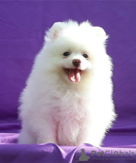 Photo №1. pomeranian - for sale in the city of Jablanica | 300$ | Announcement № 63507