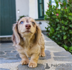 Photo №3. Dachshund. Czech Republic