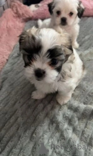 Photo №4. I will sell non-pedigree dogs in the city of Innsbruck. breeder - price - 287$