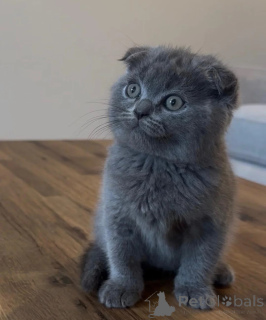 Photo №1. scottish fold - for sale in the city of Kalisz | 361$ | Announcement № 178693