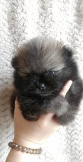 Photo №1. pomeranian - for sale in the city of Chelyabinsk | Negotiated | Announcement № 5576