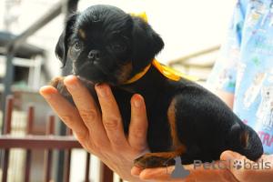 Photo №2 to announcement № 176498 for the sale of brussels griffon - buy in Serbia breeder
