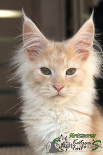 Photo №1. maine coon - for sale in the city of St. Petersburg | 651$ | Announcement № 39350