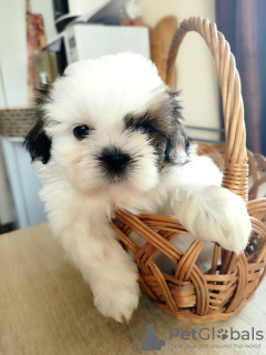 Photo №1. shih tzu - for sale in the city of Grodno | 200$ | Announcement № 27794