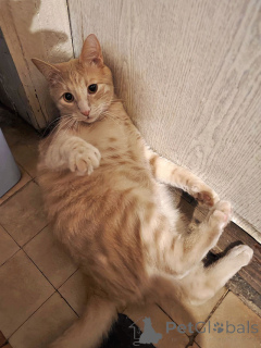 Photo №4. I will sell  in the city of Moskova. private announcement - price - Is free