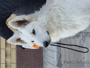 Photo №1. berger blanc suisse - for sale in the city of Paris | 2439$ | Announcement № 10519