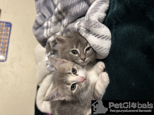Photo №3. cute kittens are looking for a new home. United States
