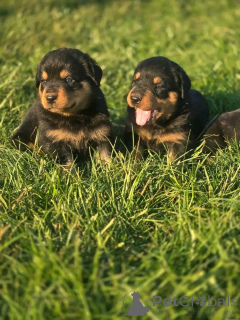 Photo №2 to announcement № 139739 for the sale of  - buy in United States breeder